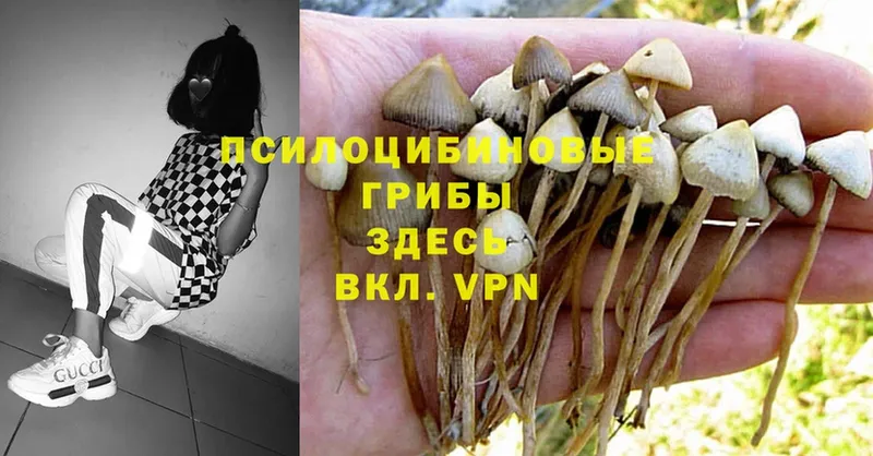 Псилоцибиновые грибы Psilocybe  дарнет шоп  Костомукша 